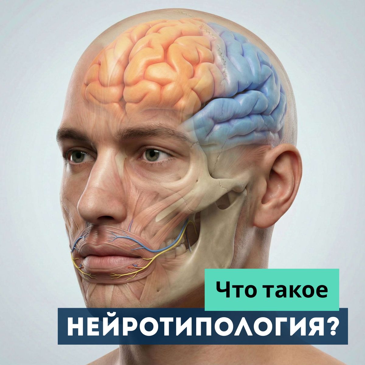 Что такое нейротипология