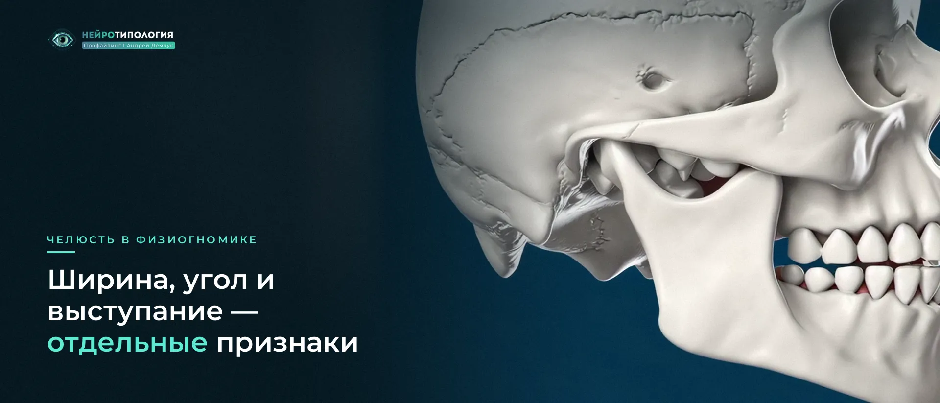 Череп в профиль: костная основа челюсти Череп в профиль: костная основа челюсти