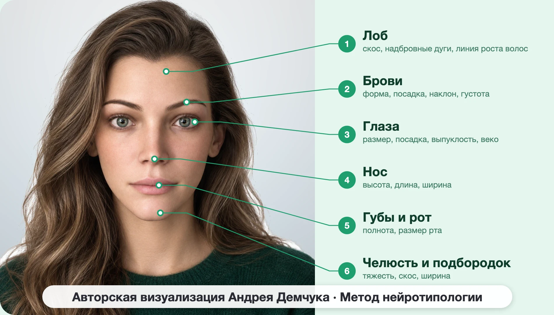ENFJ Протагонист (MBTI): схема шести зон лица, женщина, анфас ENFJ Протагонист (MBTI): схема шести зон лица, женщина, анфас