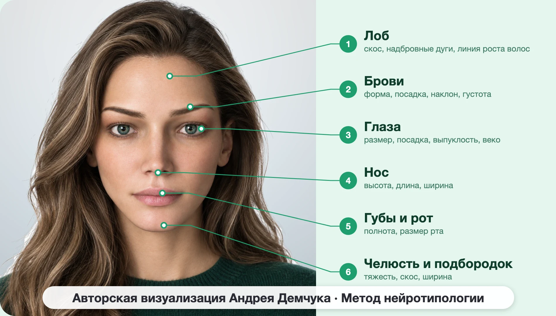 ENFP Активист (MBTI): схема шести зон лица, женщина, анфас ENFP Активист (MBTI): схема шести зон лица, женщина, анфас