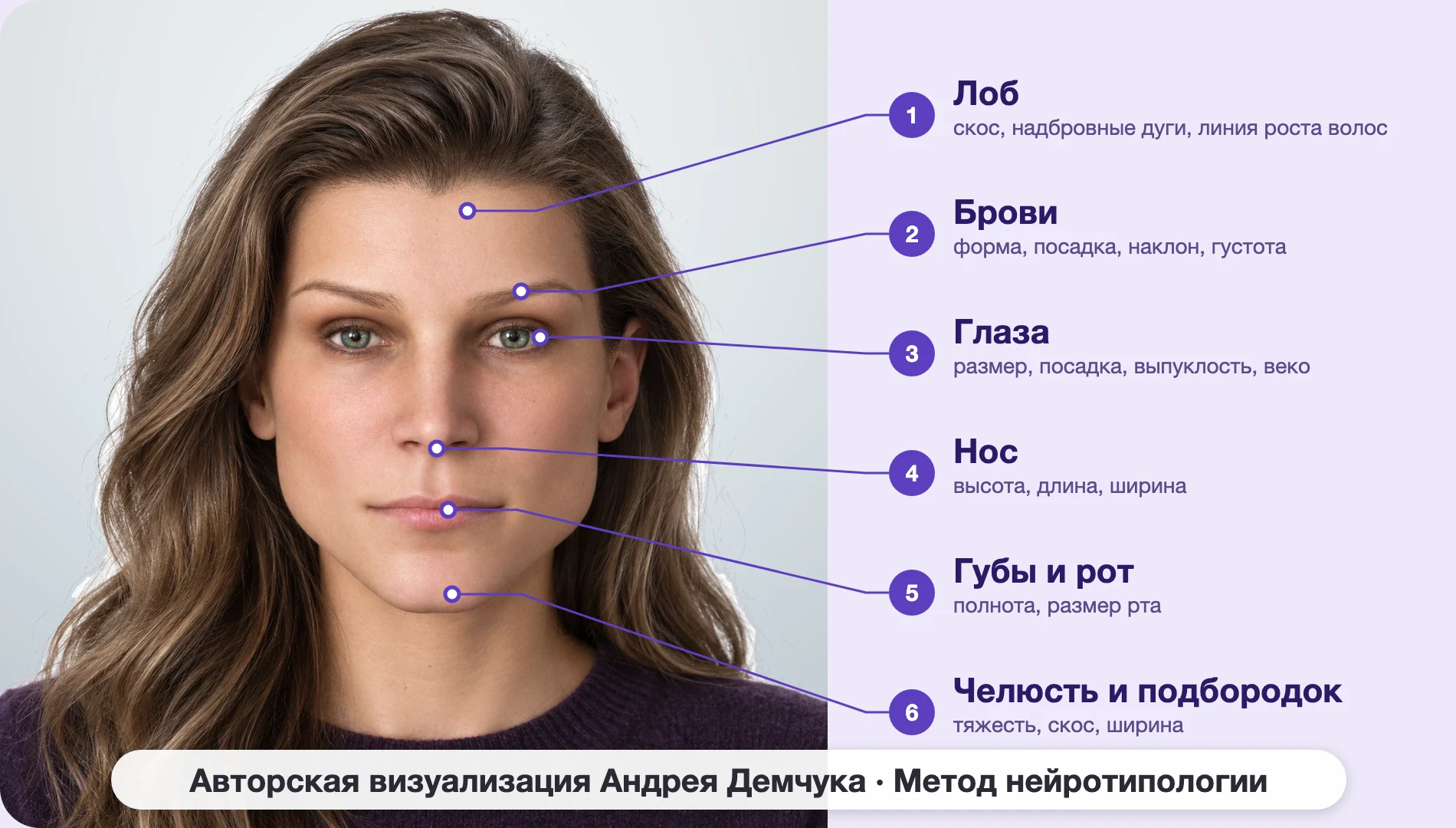 ENTJ Командир (MBTI): схема шести зон лица, женщина, анфас ENTJ Командир (MBTI): схема шести зон лица, женщина, анфас