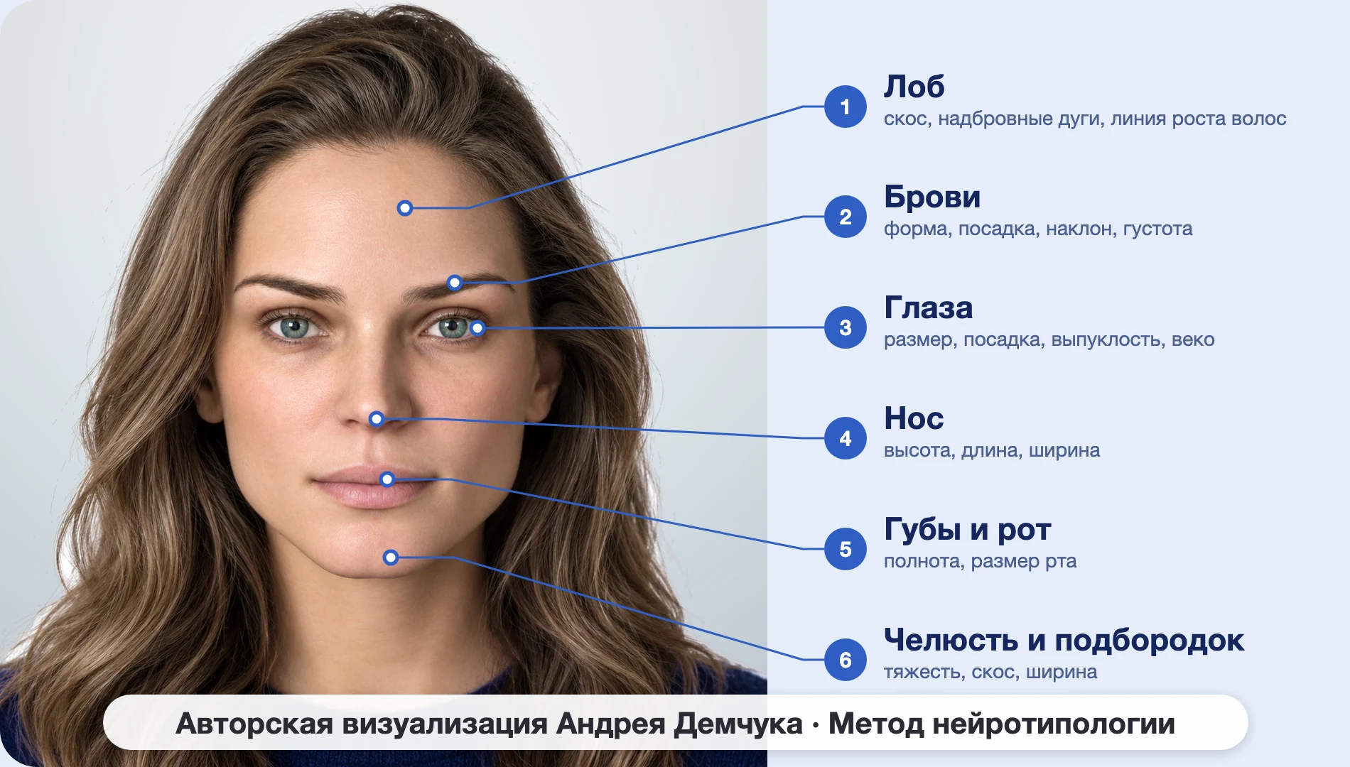ESFJ Консул (MBTI): схема шести зон лица, женщина, анфас ESFJ Консул (MBTI): схема шести зон лица, женщина, анфас