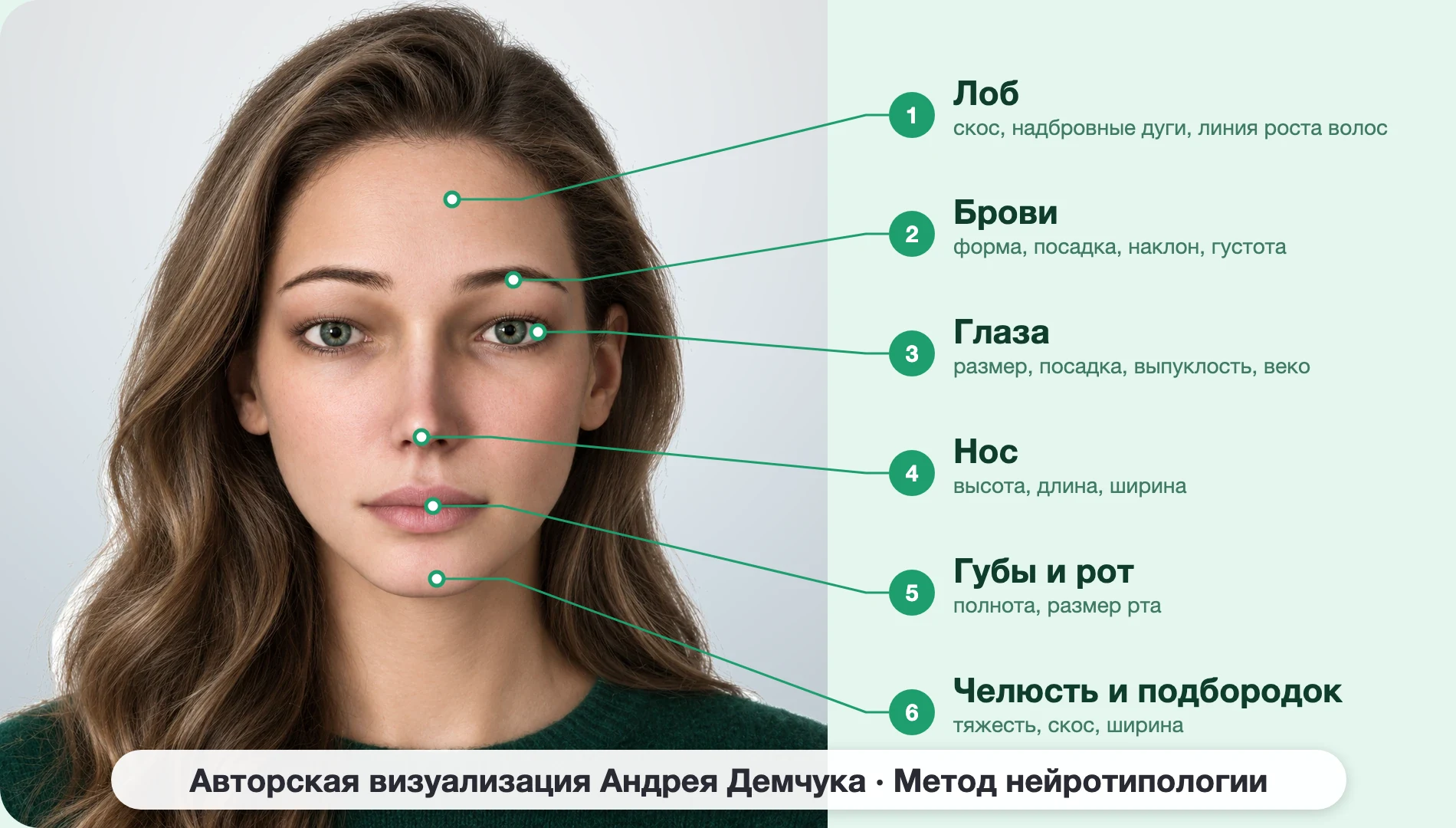 INFP Посредник (MBTI): схема шести зон лица, женщина, анфас INFP Посредник (MBTI): схема шести зон лица, женщина, анфас