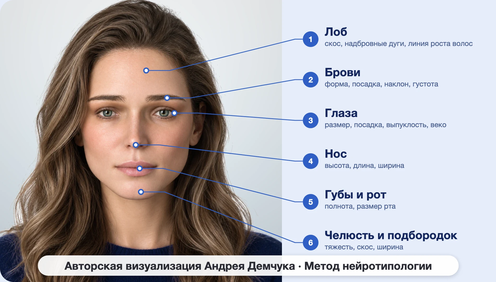 ISFJ Защитник (MBTI): схема шести зон лица, женщина, анфас ISFJ Защитник (MBTI): схема шести зон лица, женщина, анфас