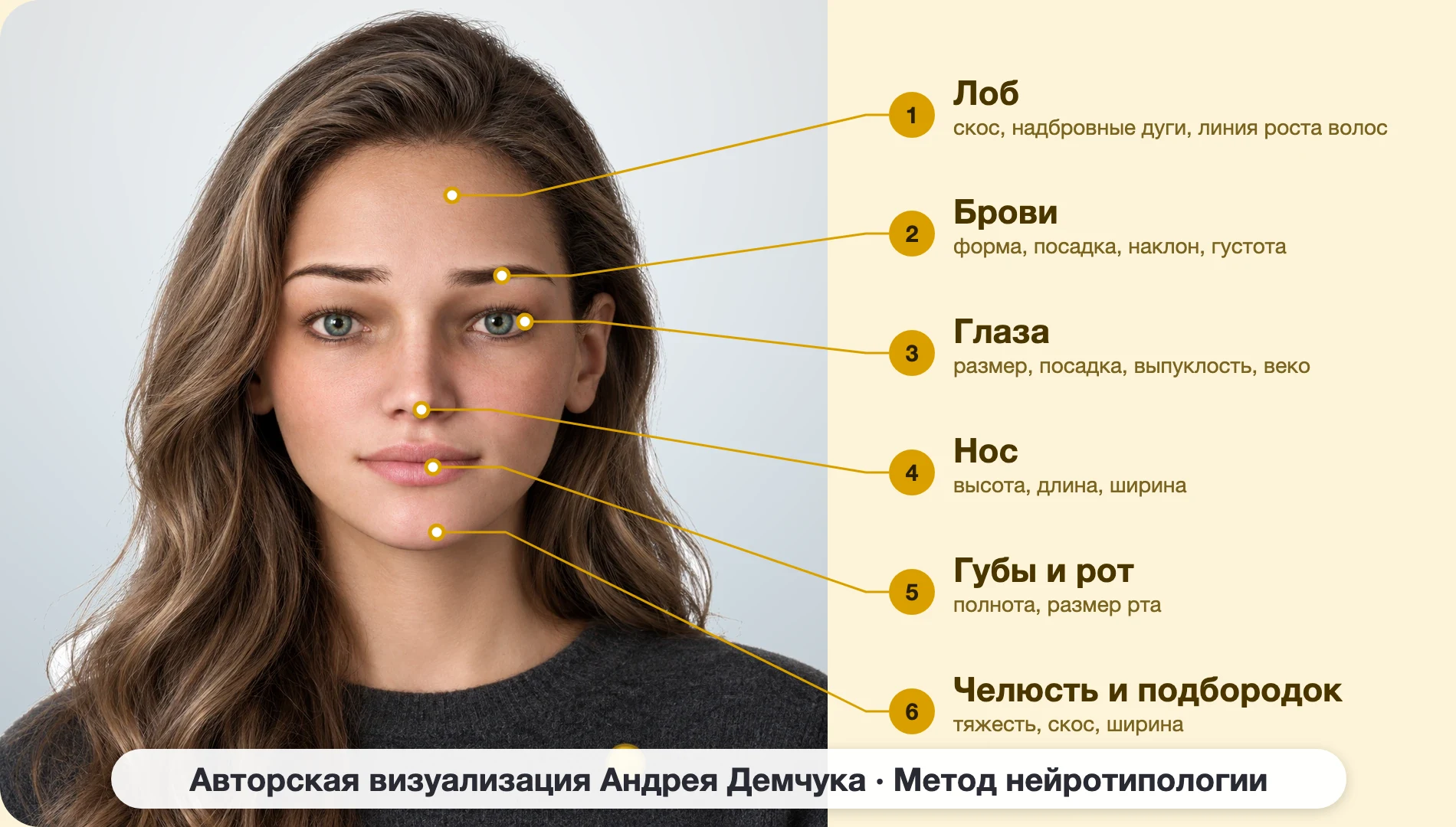 ISFP Авантюрист (MBTI): схема шести зон лица, женщина, анфас ISFP Авантюрист (MBTI): схема шести зон лица, женщина, анфас